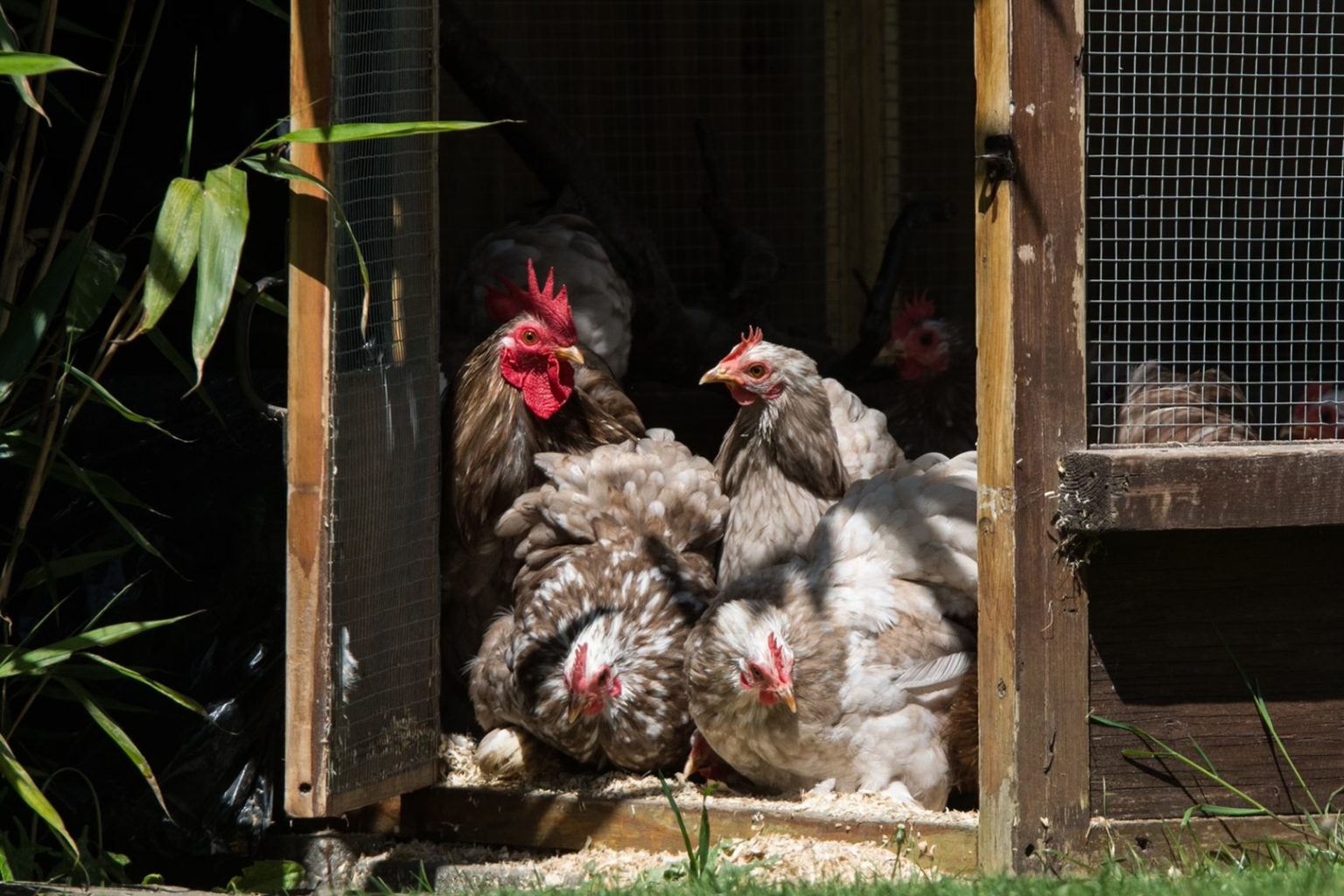 Pekin Bantams Parkside Poultry